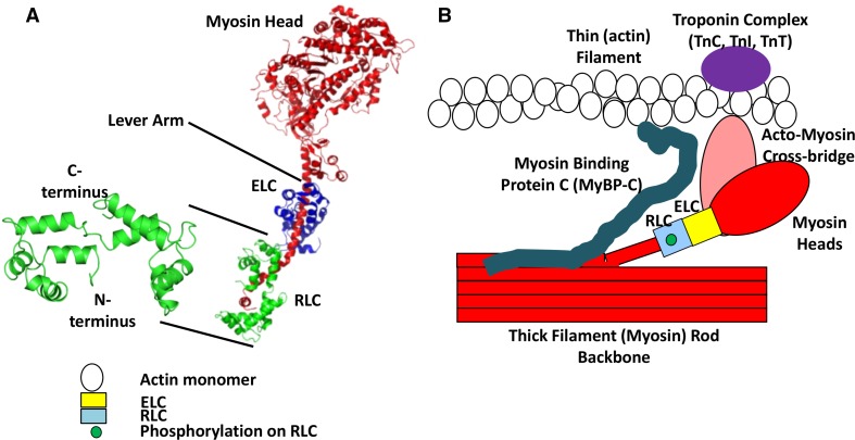 Fig. 1