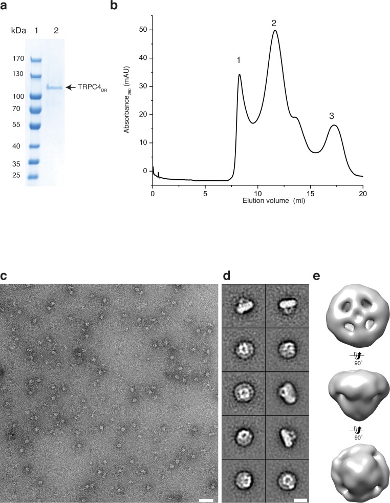 Figure 2—figure supplement 1.