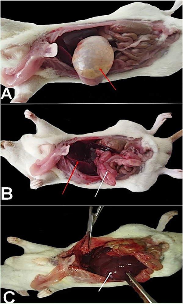 FIGURE 4