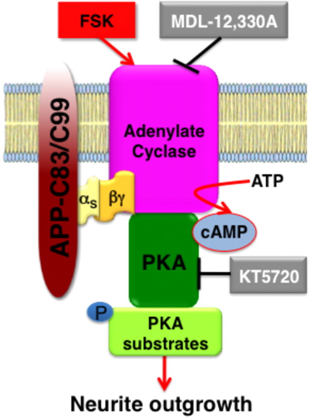 Figure 11.