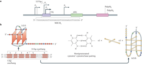 Box 4 | Negative superhelicity in G-quadruplex formation: MYC as an example