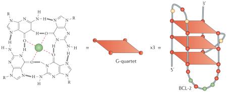 Box 1 | The key structural components of a G-quadruplex