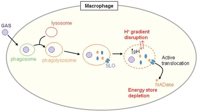 FIG 6 