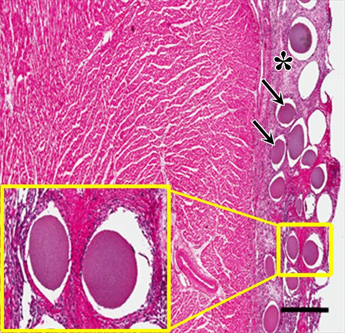 Figure 7b: