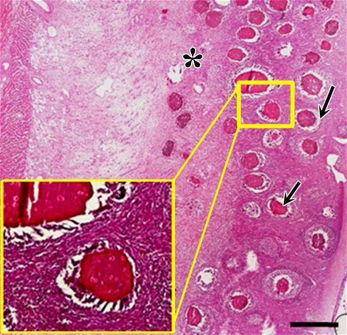 Figure 7c: