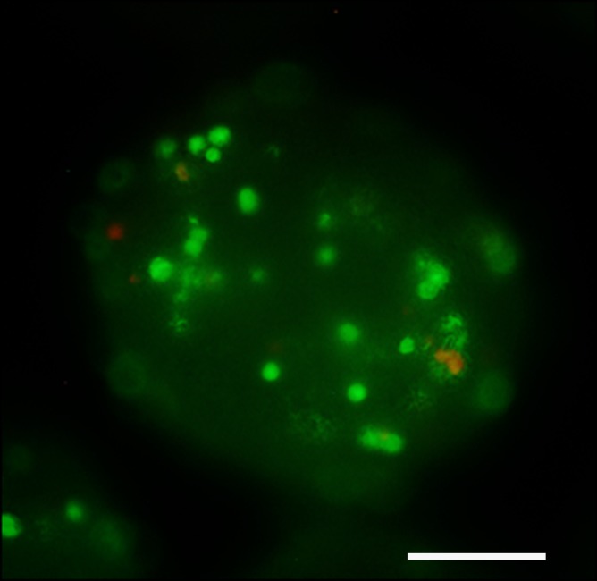 Figure 2c: