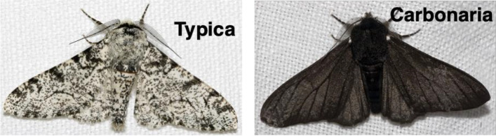 graphic file with name 11191_2021_288_Figf_HTML.jpg