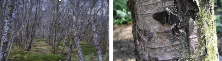 graphic file with name 11191_2021_288_Figg_HTML.jpg