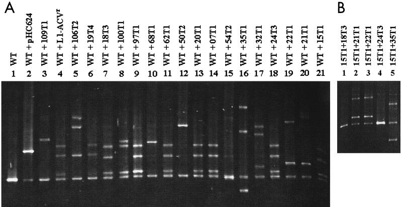 FIG. 1.