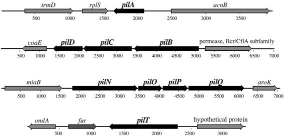 FIG. 1.