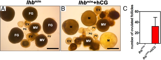 Figure 7.