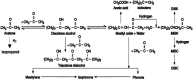 Fig. 25