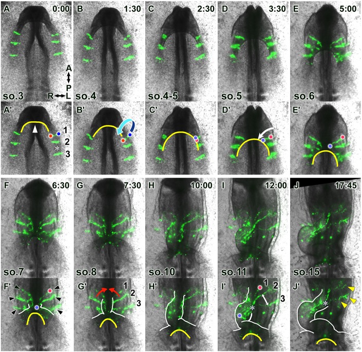 Fig. 2.