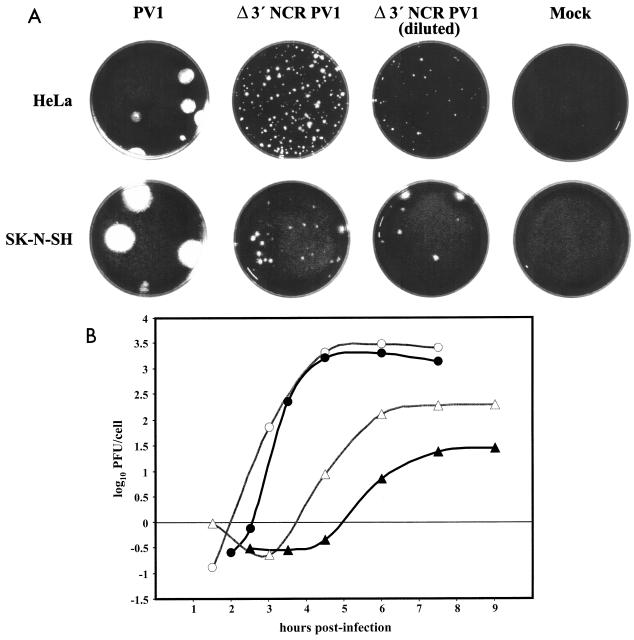 FIG. 1.