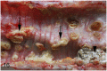 Fig 16