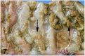 Fig 7
