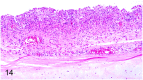 Fig 14