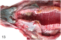 Fig 13