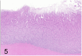 Fig 5