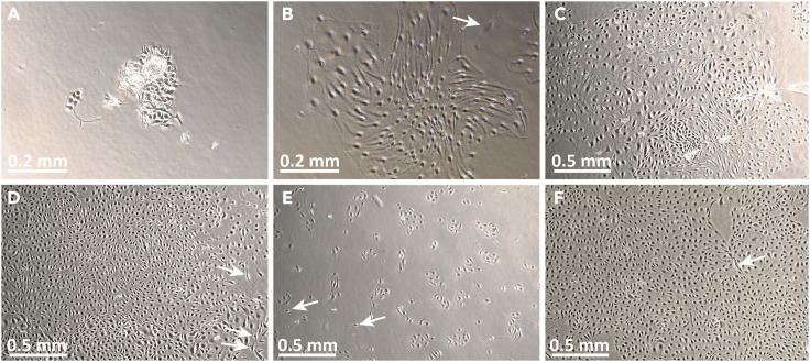 Figure 4