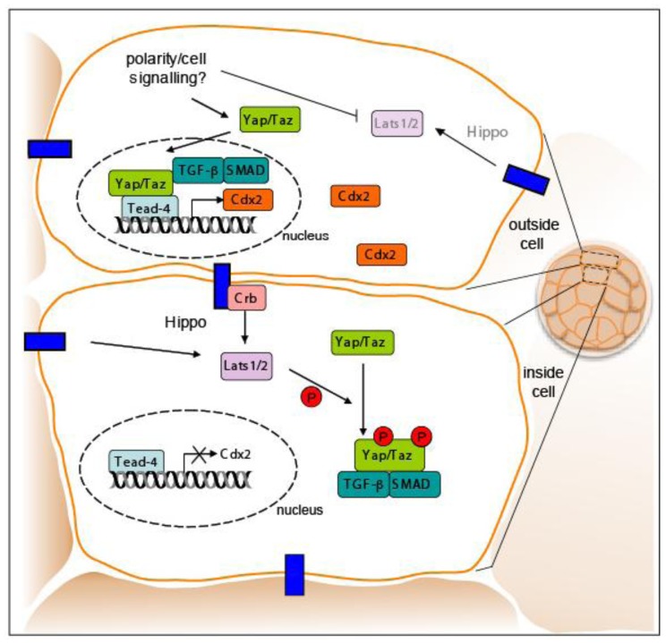 Figure 7