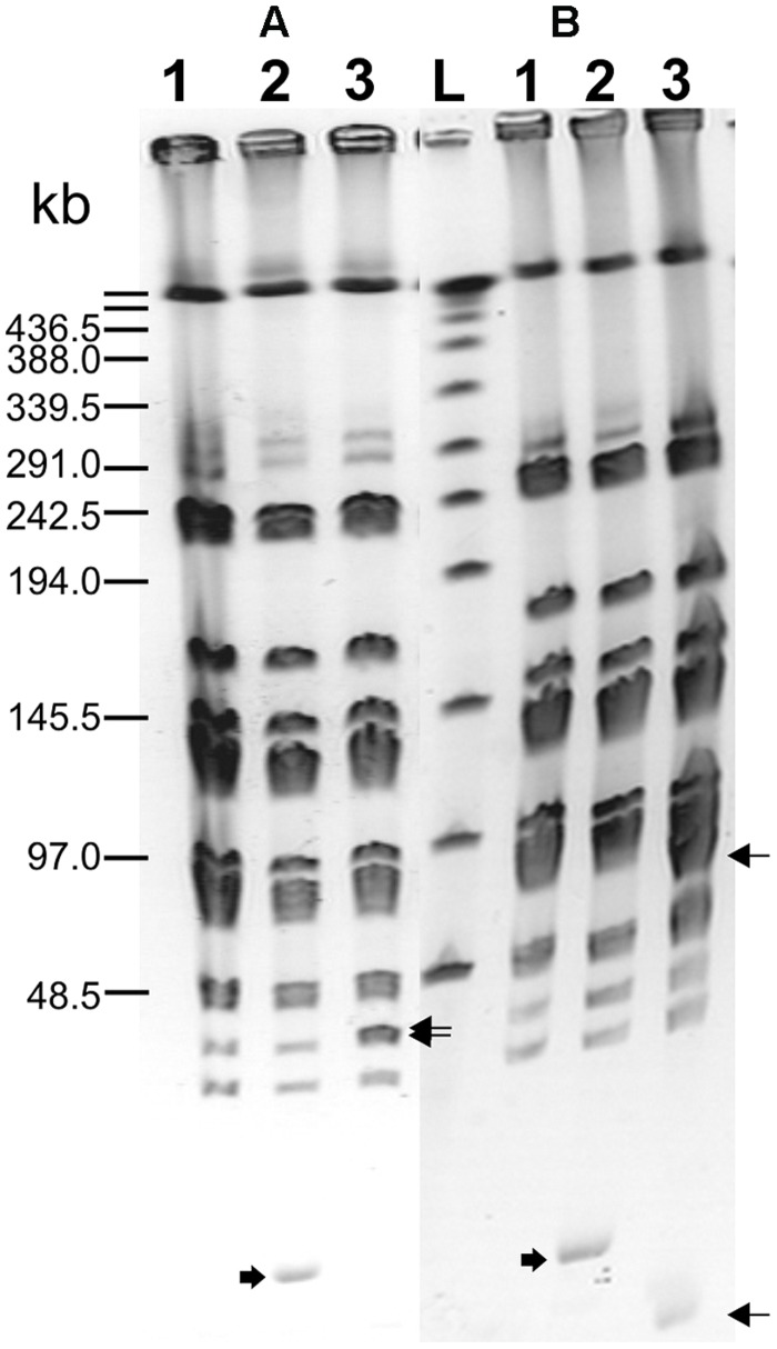 FIGURE 3