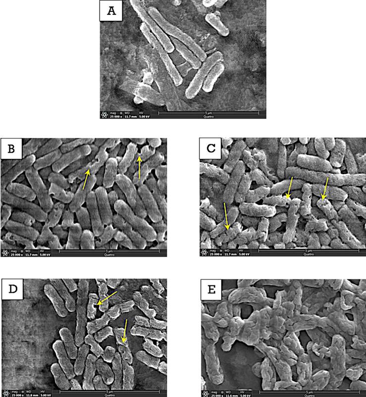 Fig. 5