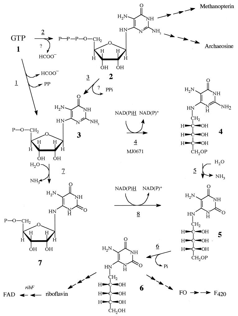 FIG. 1.