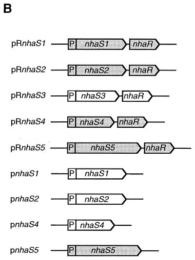 FIG. 1