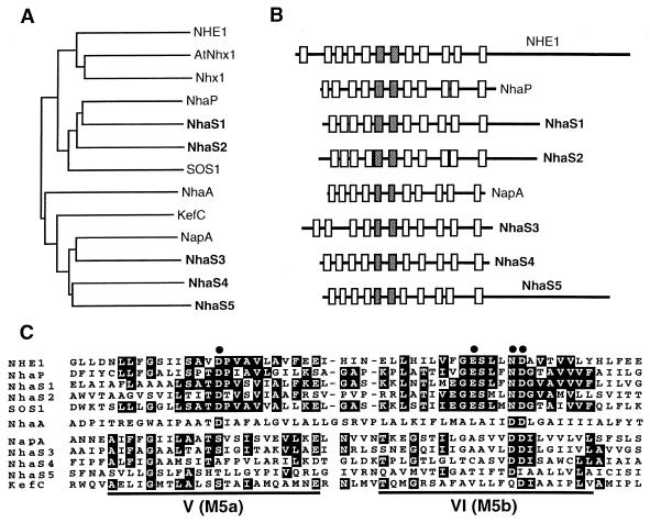 FIG. 6