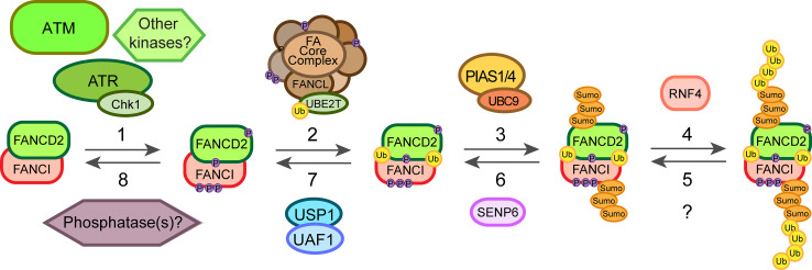 Fig. 3