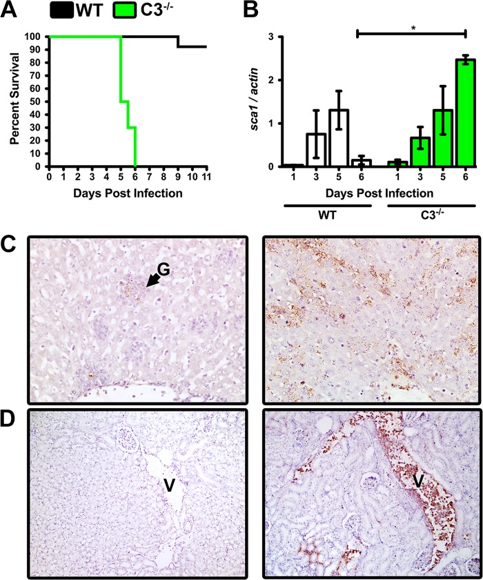 FIG 2