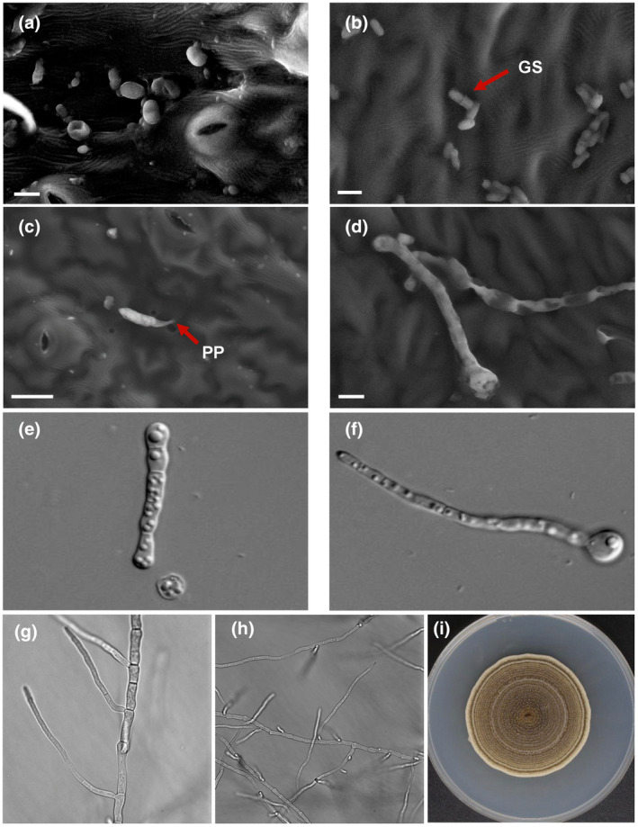 FIGURE 2