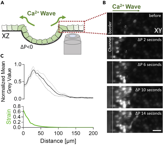 Figure 3