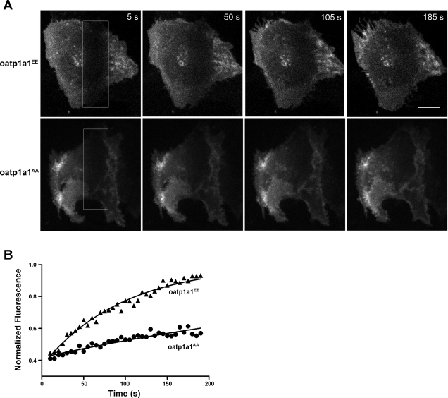 Fig. 8.