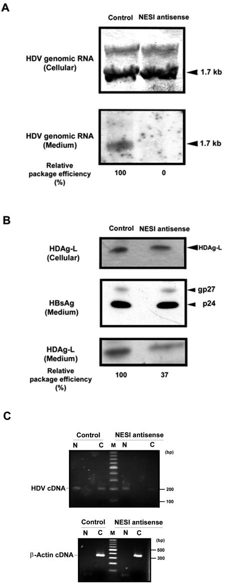 FIG. 7.