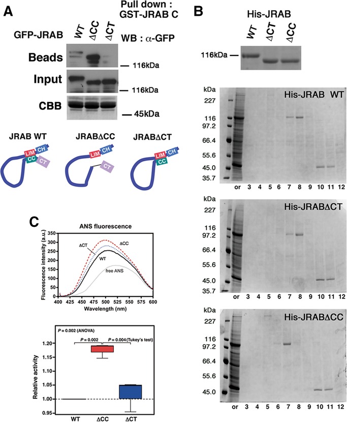 FIGURE 2: