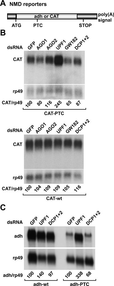 FIGURE 1.