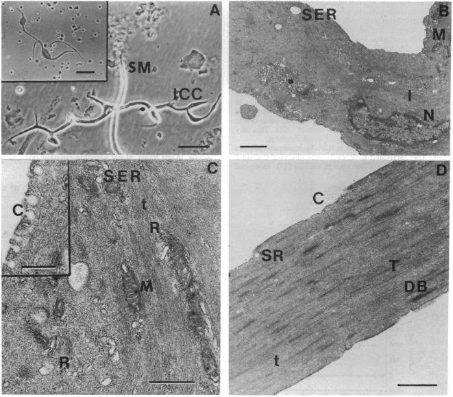 graphic file with name pnas00285-0460-a.jpg