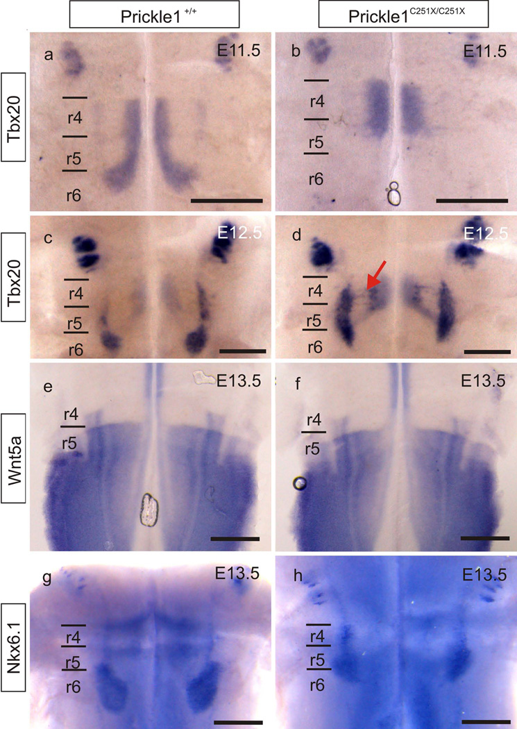 Fig. 5