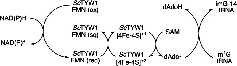 Scheme 3