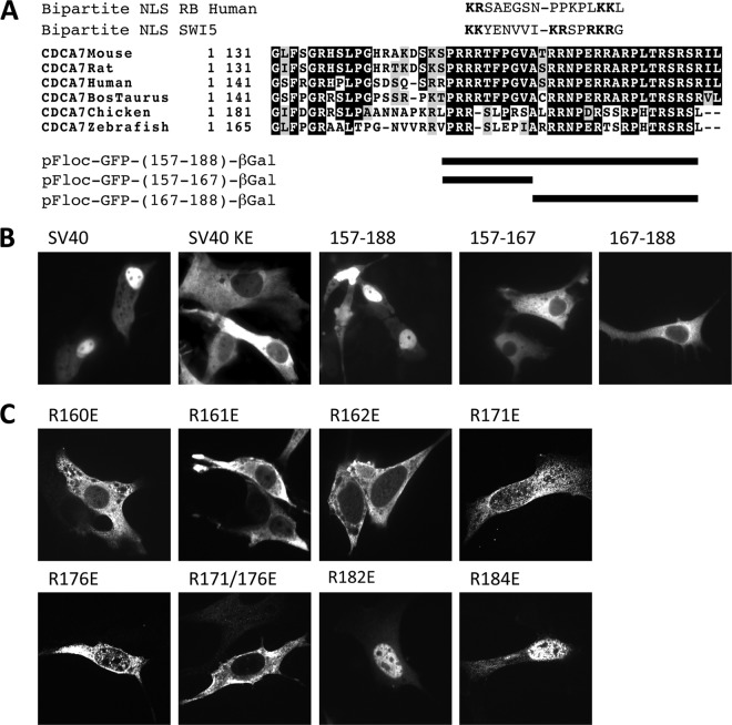 Fig 4