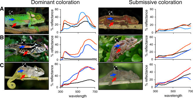 Displays and reflectance spectra for three species spanning the geographic range of the genus are shown.