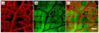 Figure 26