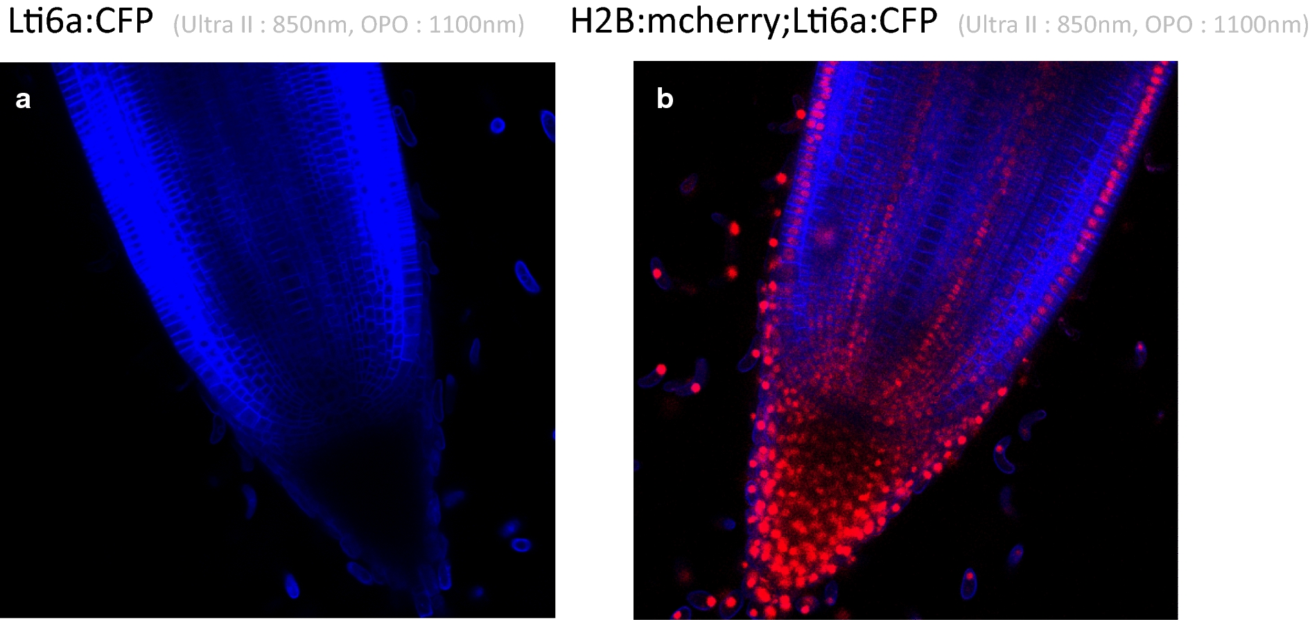 Fig. 4