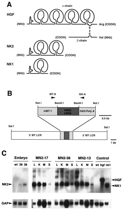 FIG. 1