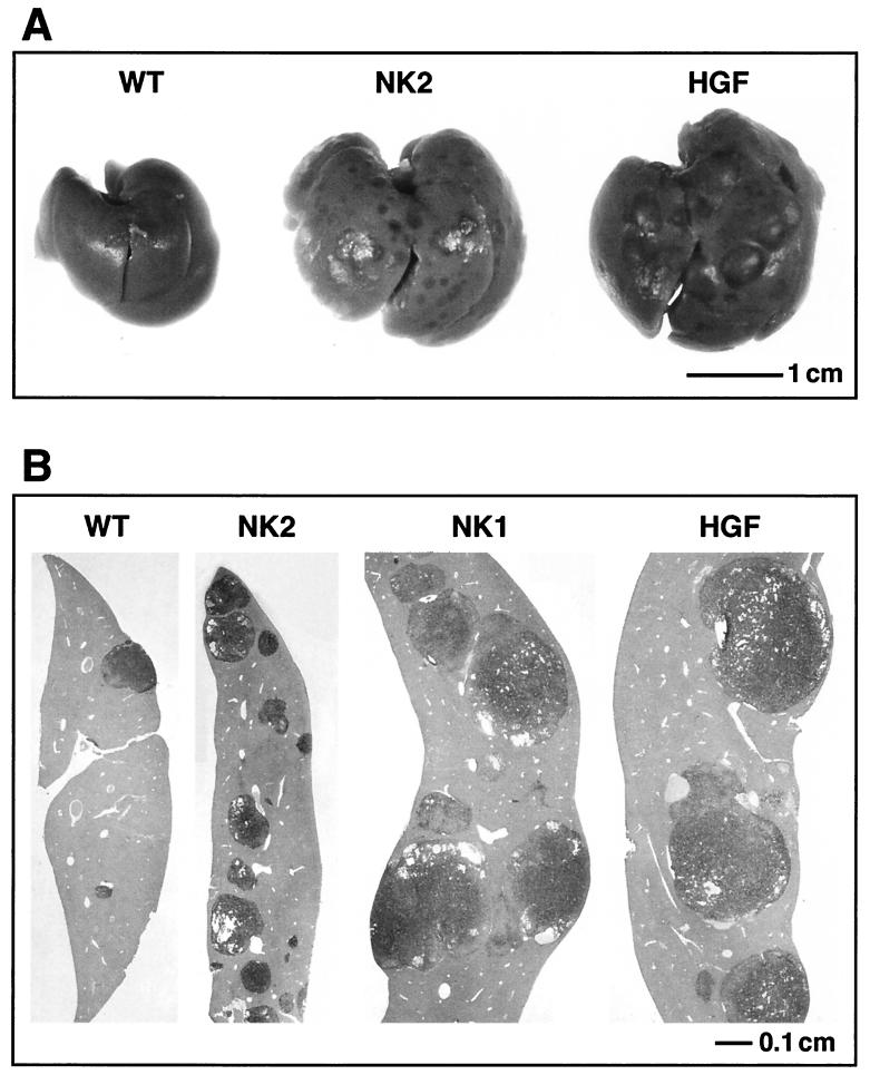 FIG. 7