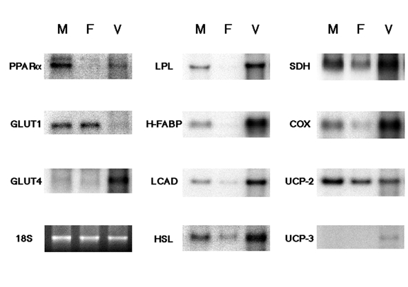 Figure 1)