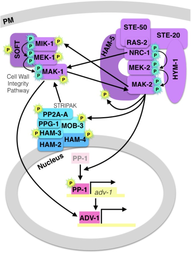 FIGURE 2