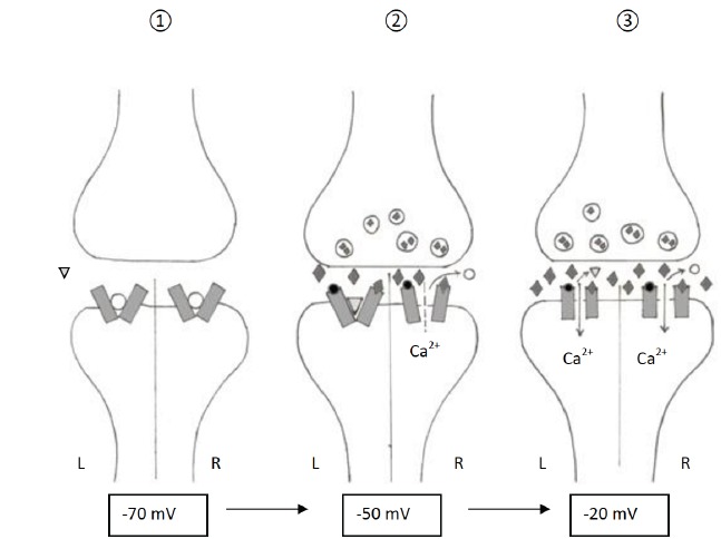 Fig. (2)